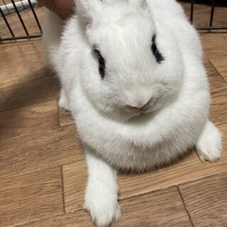 ホトとホーランドロップのミックスメス