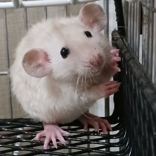 ファンシーラット　オス　里親募集