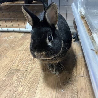 ネザーランドドワーフメス