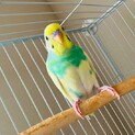 人間に慣れて手乗りOKお喋り大好きセキセイインコ♪