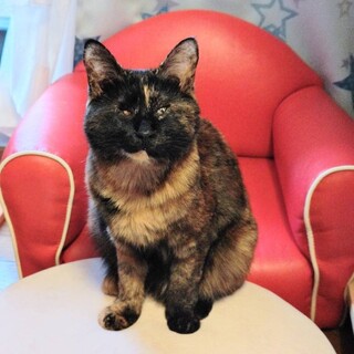 【3/29東銀座】はるちゃん★２歳♪