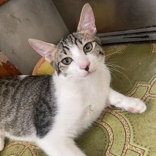 かわいい男の子　たてじまくん