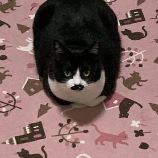 交通事故から奇跡の復活をした子です