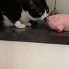 交通事故から奇跡の復活をした子です サムネイル3