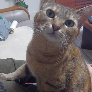 穏やかな麦わら猫