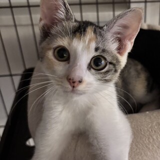 【寂しがり屋な三毛猫ちゃん】ふう