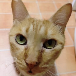 せんちゃんかわいい