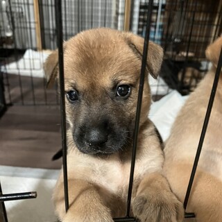 ミルクから育ててきたので人は大好き