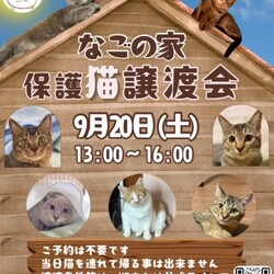 なごの家保護猫譲渡会inなごの家