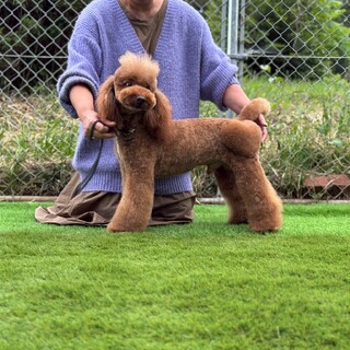 2歳7ヶ月ミニチュアプードル男の子