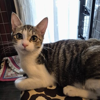 甘えっ子キジ白女の子アルちゃん3ヶ月