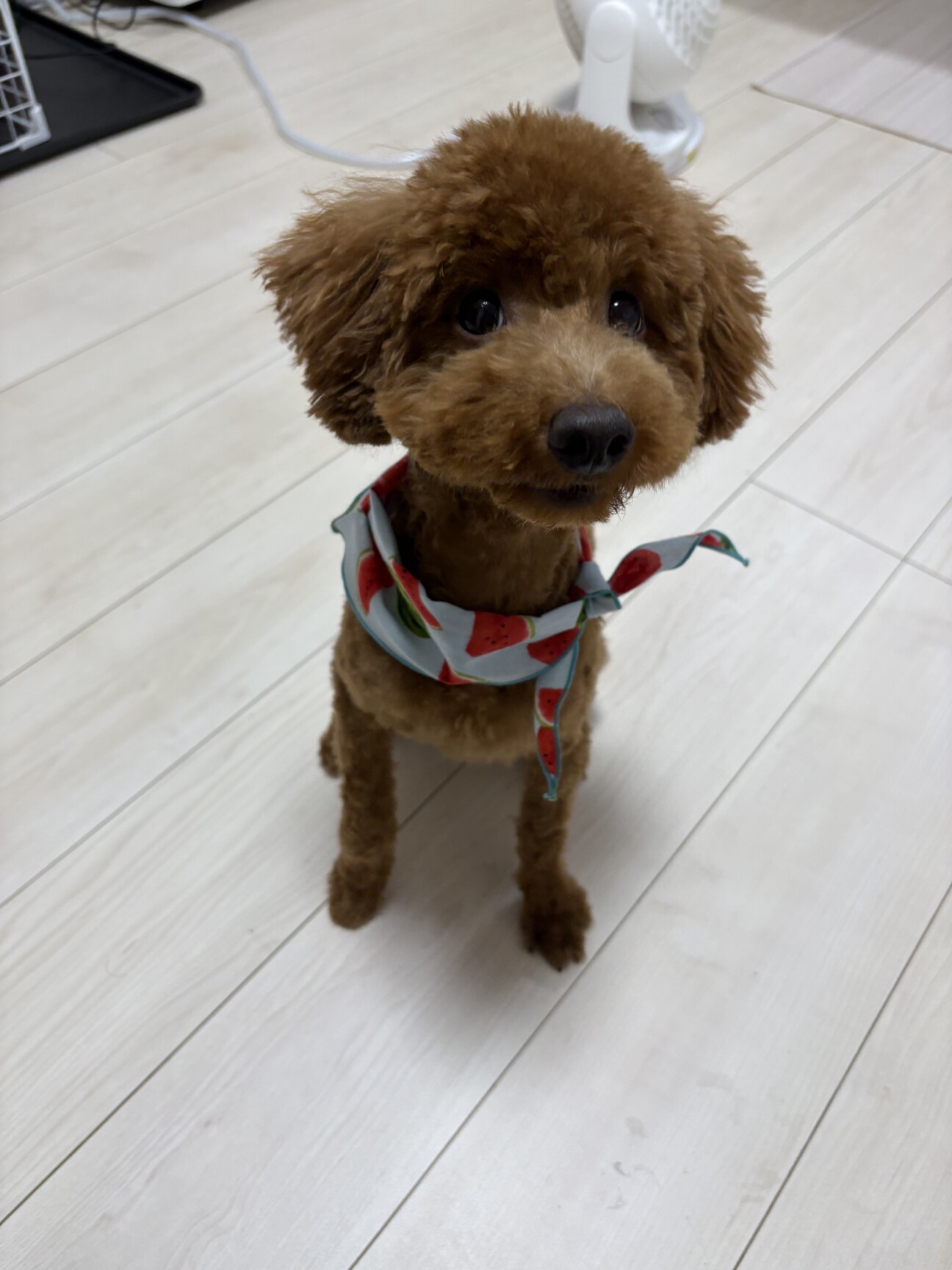 11ヶ月のトイプードルの」奈良県 - 犬の里親募集(525777) :: ペット