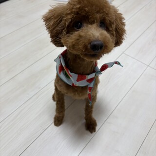 11ヶ月のトイプードルの男の子です。