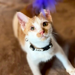 犬の群れに入っていく陽気な猫