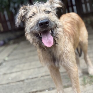 アイリッシュウルフハウンド！？個性的な大型犬の子犬