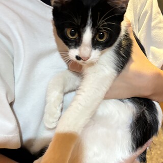 超甘えん坊ハチワレくん