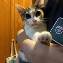 可愛い三毛ちゃん
