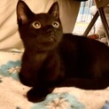 甘えん坊のクロ