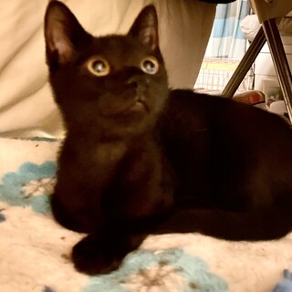 甘えん坊のクロ