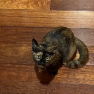 大人しくて性格美人なサビちゃん