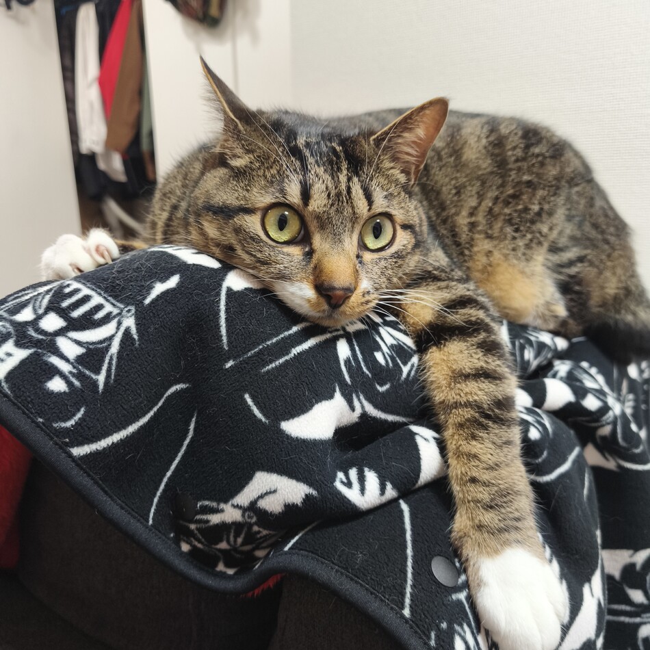 夏風のカバー写真