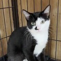 よく懐いた男前子猫タビーくん
