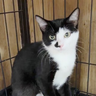 よく懐いた男前子猫タビーくん