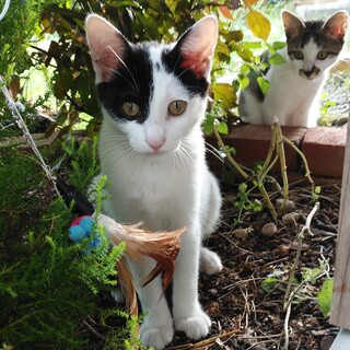 豆大福柄がカワイイ✨ 3ヶ月子猫！！