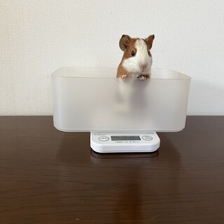 ※お話し中　モルモット　里親さま募集