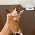 モルモット　里親さま募集