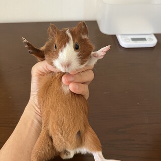 モルモット　里親さま募集