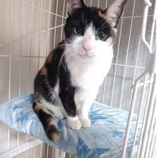 三毛猫好きな方はぜひ‼