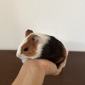 ※お話し中　モルモット　里親さま募集