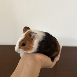 ※お話し中　モルモット　里親さま募集