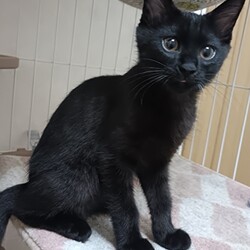 猫の譲渡会　in　名古屋市昭和生涯学習センター サムネイル3