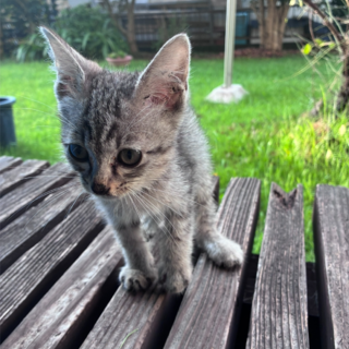 里親募集！珍しいサバトラ子猫、人懐こく初心者も安心