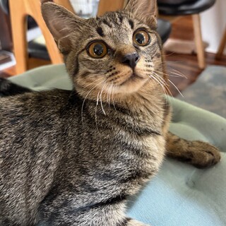 控えめなキジトラくん