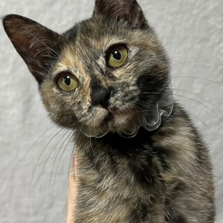 ちっちゃなサビの女の子、テテ