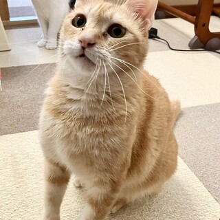 小柄な茶トラ女子⭐︎『こまぎくちゃん』