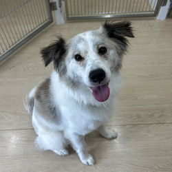 東京・品川区「犬の譲渡会」 サムネイル1