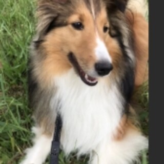 シェルティ5歳♂　里親募集。