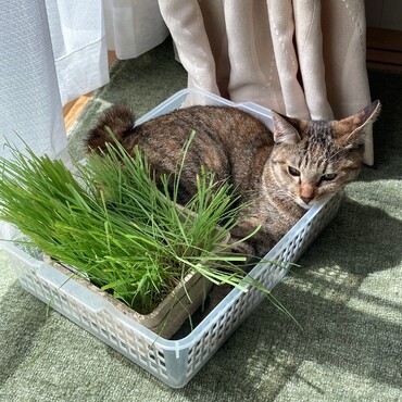 猫草と一緒に日向ぼっこ