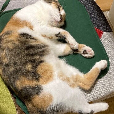 飼い主の椅子はお気に入りで譲らない