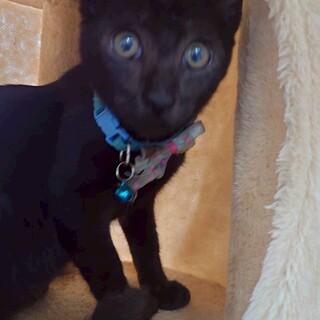 人なれ抜群猫も好き　ろくくん　生後4か月