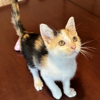 2ヶ月半のつぶらな瞳の三毛猫ちゃんです