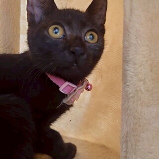 人なれ抜群猫も好き　くろちゃん　生後4か月