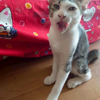 人なれ抜群猫も好き　かつおくん　生後３か月