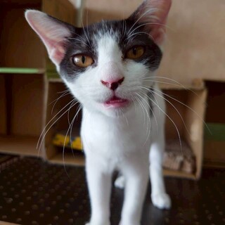 人なれ抜群猫も好き　わかめちゃん　生後３か月