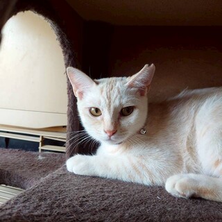 人なれ抜群クリーミーな毛色さざえちゃん　生後３か月