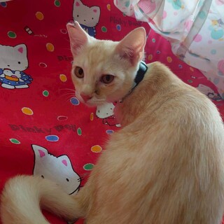 人なれ抜群　クリーミーな毛色トビー　生後３か月